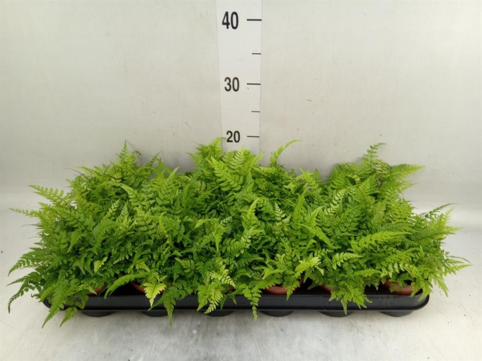 <h4>Athyrium   ...</h4>