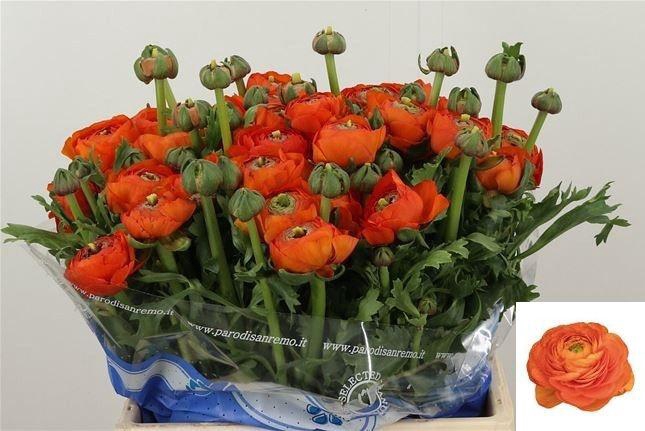 <h4>RAN SU LAMBADA</h4>