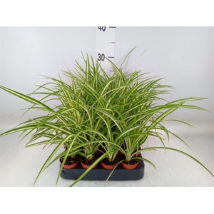 Chlorophytum cos. 'Atlantic'