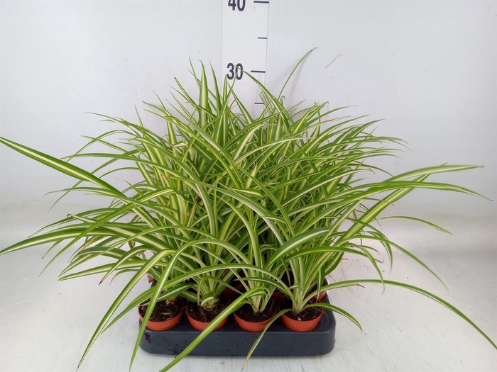 <h4>Chlorophytum cos. 'Atlantic'</h4>