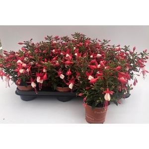 FUCHSIA B F EVITA