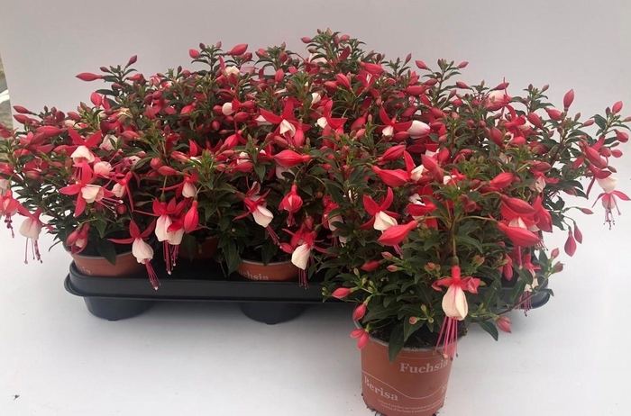 <h4>FUCHSIA B F EVITA</h4>