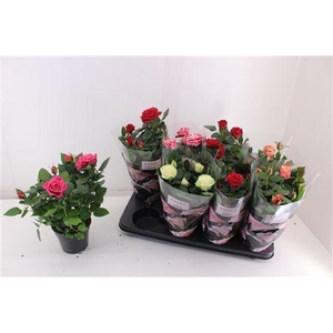 Ro Pathit Gem 5 Srt Patio
