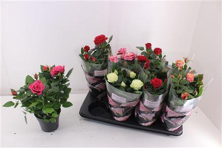 <h4>Ro Pathit Gem 5 Srt Patio</h4>