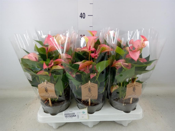 <h4>Anthurium 'Matata'</h4>