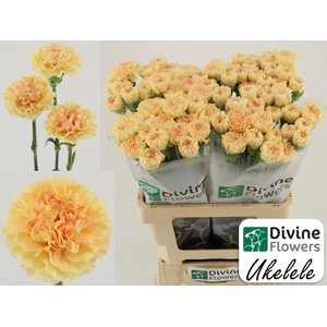 Dianthus ST 'Ukelele'