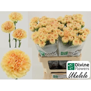 Dianthus ST 'Ukelele'