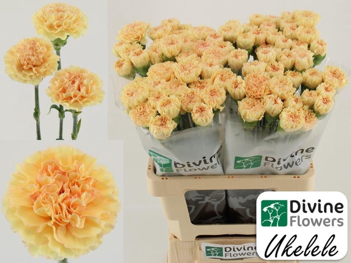 <h4>Dianthus ST 'Ukelele'</h4>