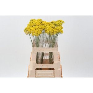 Achillea Parker Variety