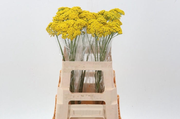 <h4>Achillea Parker Variety</h4>
