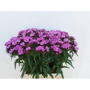 DI BARB B LILAC