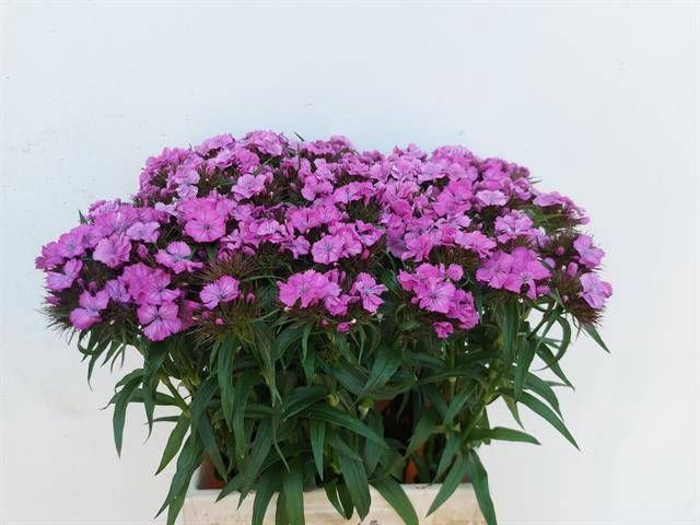<h4>DI BARB B LILAC</h4>