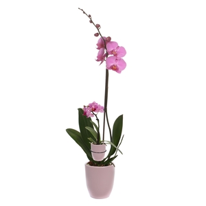 Hugo Silver Pink Phal Roze 1T+ Tiny Dolls 1T