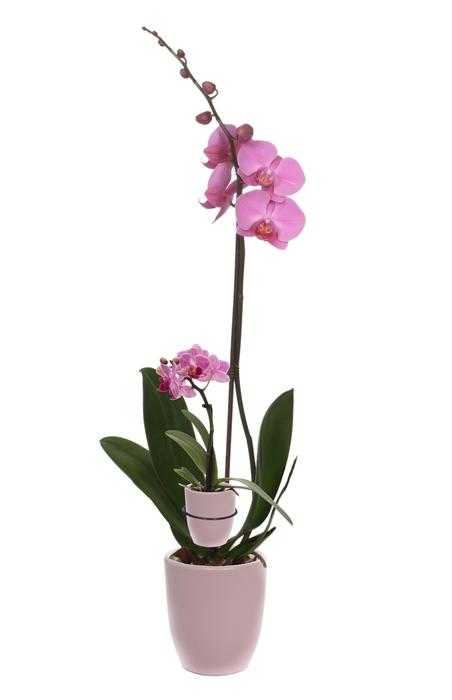 <h4>Hugo Silver Pink Phal Roze 1T+ Tiny Dolls 1T</h4>