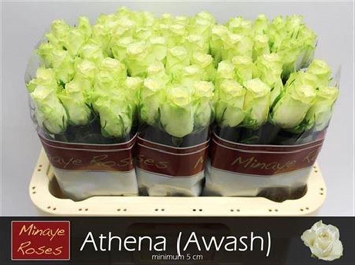 <h4>R Gr Athena</h4>