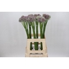 Allium Ampeloprasum