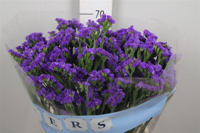 <h4>Lim S Pippa Wings</h4>