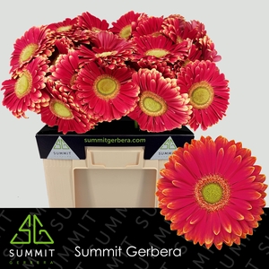 Gerbera Marylene Water