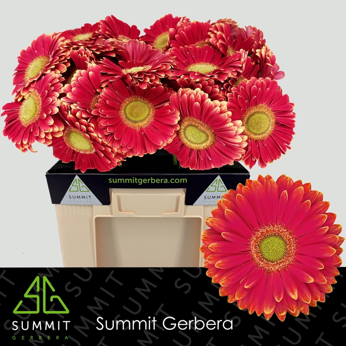 <h4>Gerbera Marylene Water</h4>