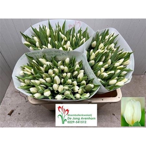 Tulipa En White Prince