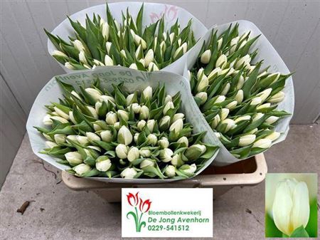 Tulipa En White Prince