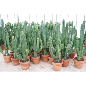 Euphorbia ingens 40 cm