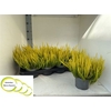 Callu Bl Agneta