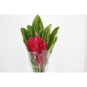 ALPINIA PURPURATA VERMELHA