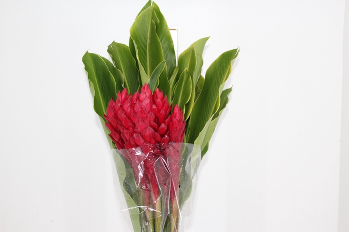 ALPINIA PURPURATA VERMELHA