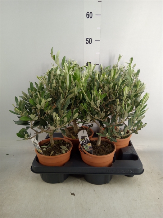 <h4>Olea europaea</h4>