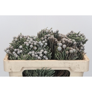 Kaaps Groen Silver Brunia