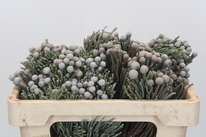 <h4>Kaaps Groen Silver Brunia</h4>