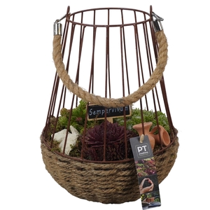 PTS7374 Arrangement Sempervivum in touw mand met metaal