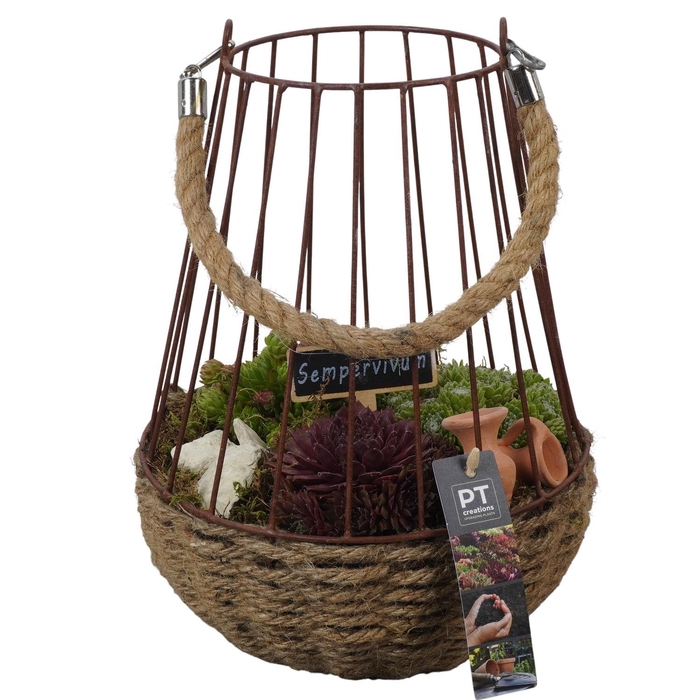 <h4>PTS7374 Arrangement Sempervivum in touw mand met metaal</h4>
