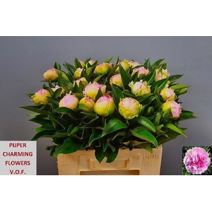 PAEO L PINK GIANT