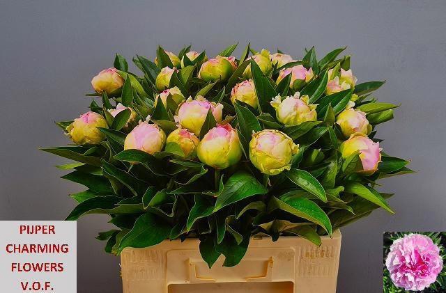 <h4>PAEO L PINK GIANT</h4>