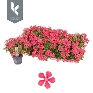 Catharanthus ros. 'Soiree Cerise R'