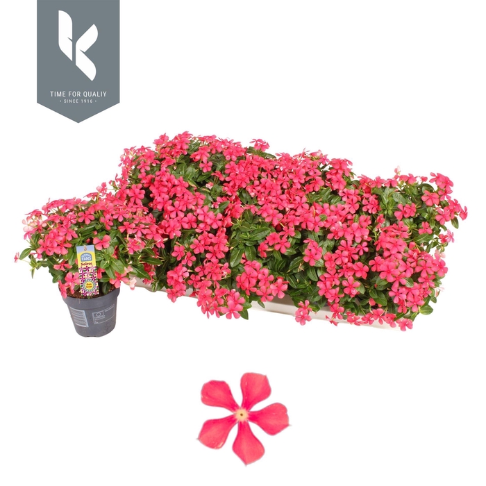 Catharanthus ros. 'Soiree Cerise R'