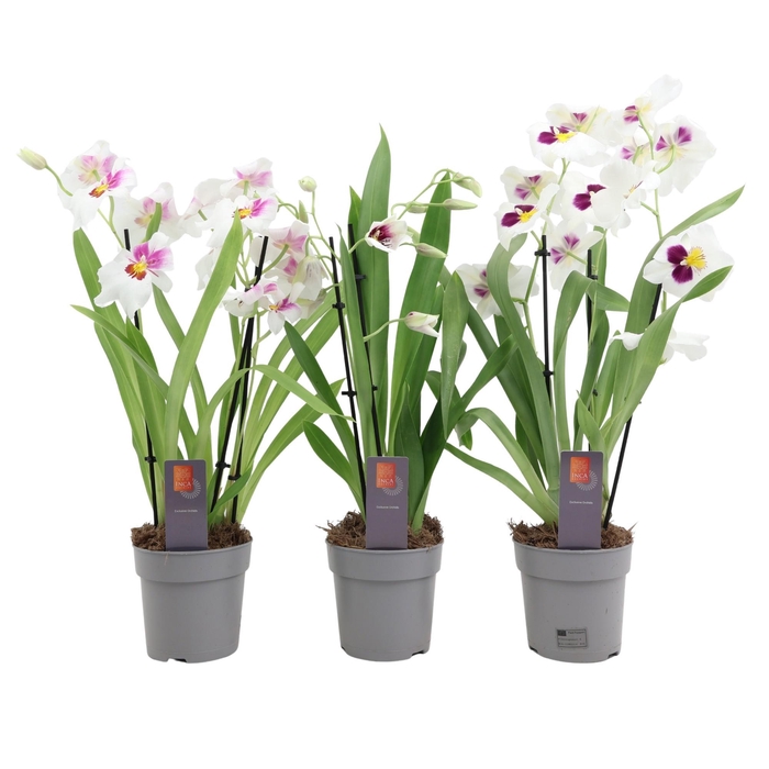 <h4>Inca Miltoniopsis White 3 spike</h4>