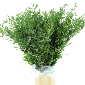 RUSCUS ACULEATUS BS