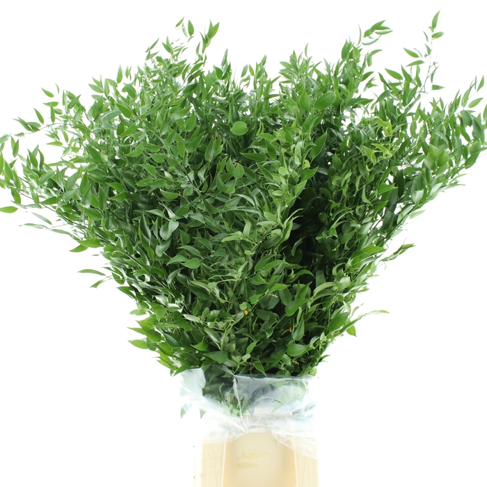<h4>RUSCUS ACULEATUS BS</h4>