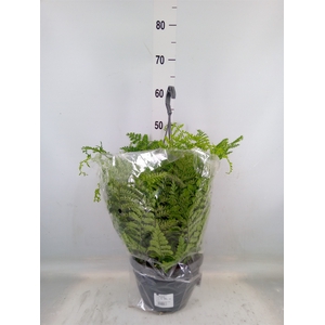 Asplenium  'Parvati'