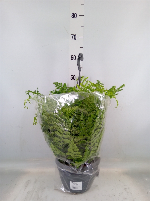 <h4>Asplenium  'Parvati'</h4>