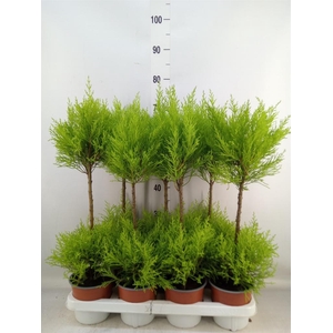 Cupressus macro. 'Goldcrest Wilma'