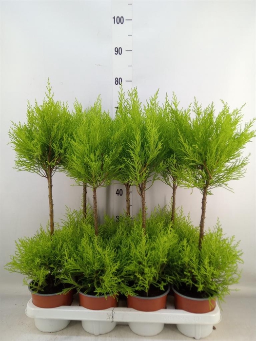 <h4>Cupressus macro. 'Goldcrest Wilma'</h4>