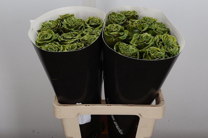 <h4>R Excl Wx Olijf</h4>