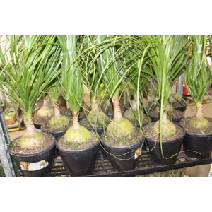 BEAUCARNEA P24