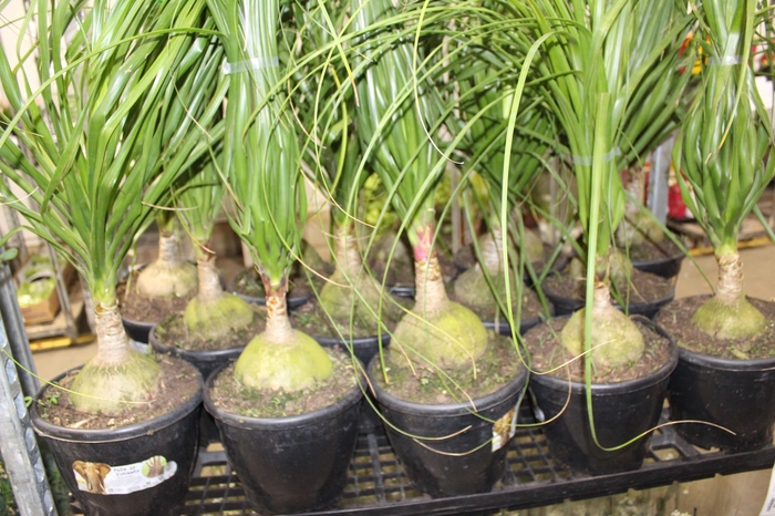 <h4>BEAUCARNEA P24</h4>