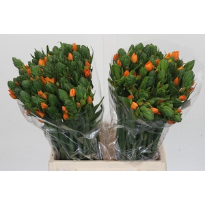 Ornithogalum Dubium Sunshine