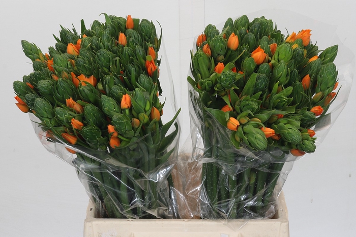 <h4>Ornithogalum Dubium Sunshine</h4>